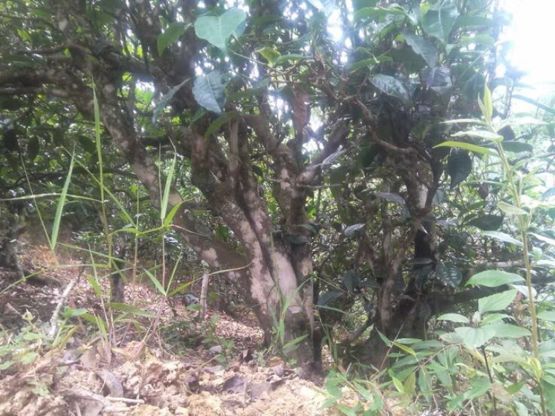 古树普洱茶