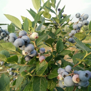 蓝莓4~6mm以上