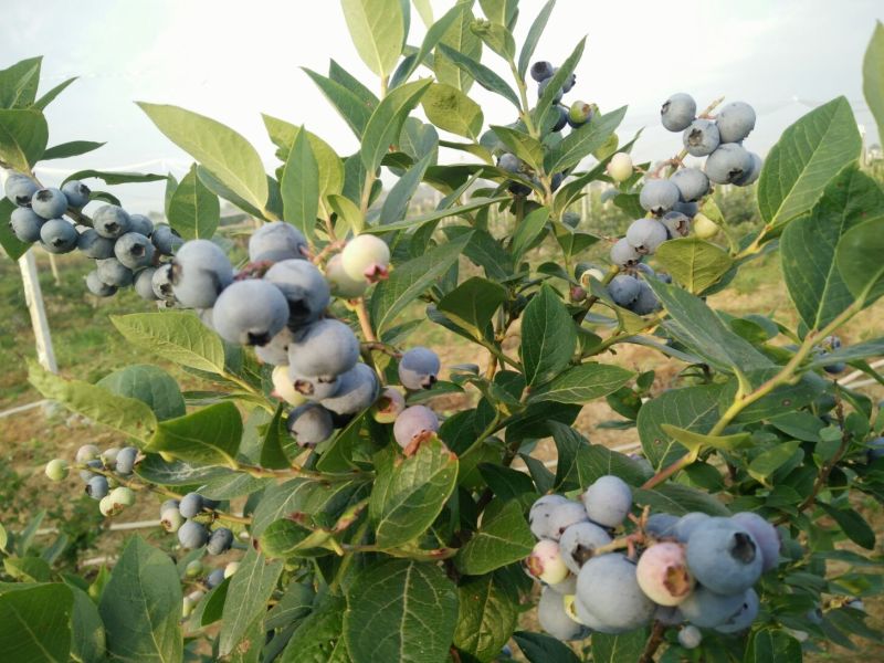 蓝莓4~6mm以上