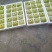 砀山梨600g以上纸箱