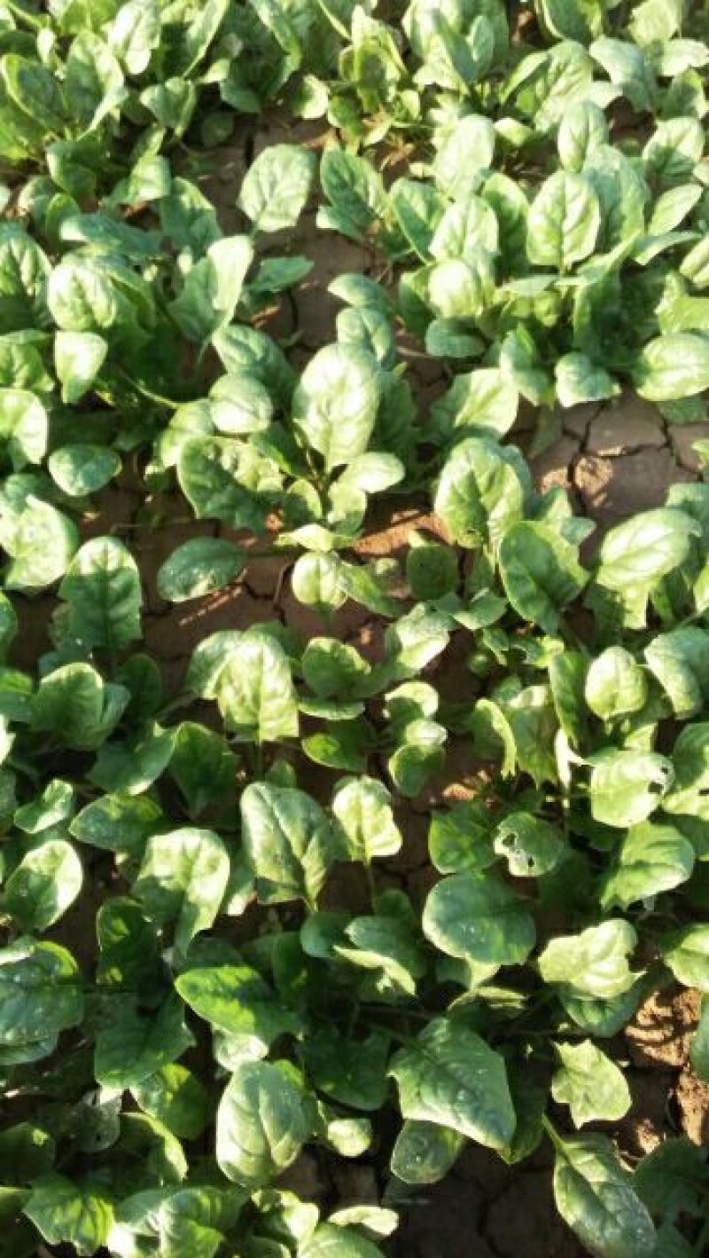 越冬菠菜15~20厘米
