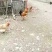 土鸡12月以上