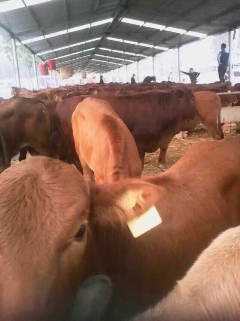鲁西黄牛