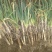 长白大葱35~40cm毛葱2cm左右