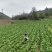 青菜30cm以上