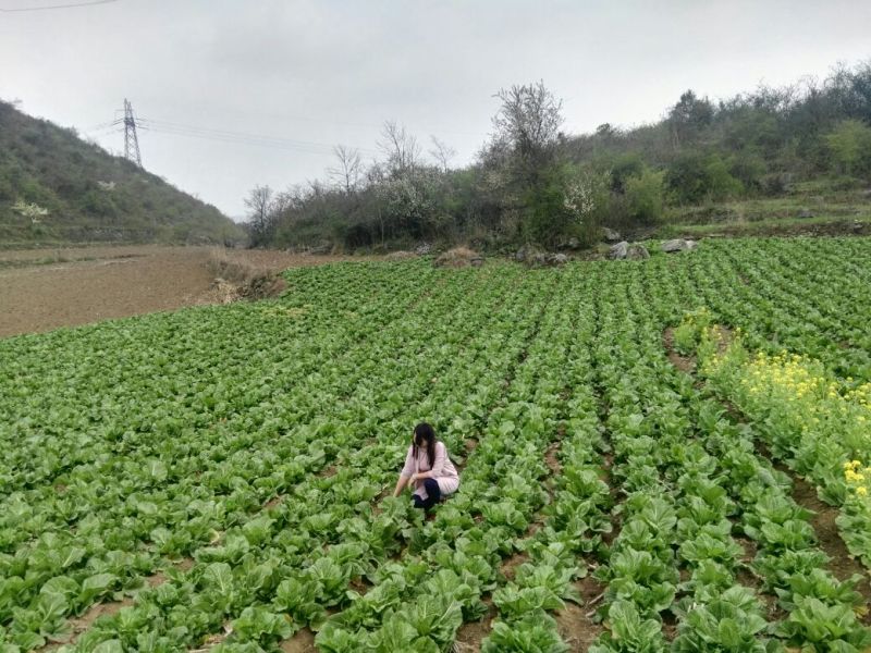 青菜30cm以上