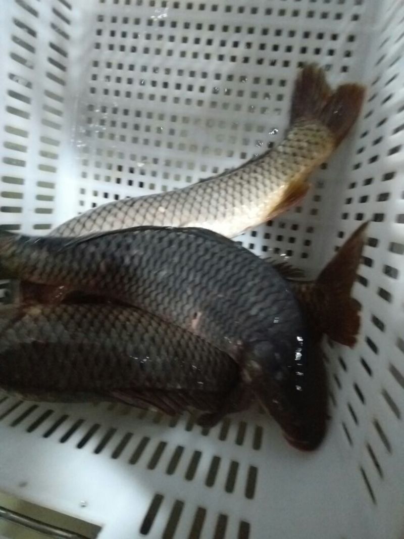 河鲤鱼食用1~2公斤