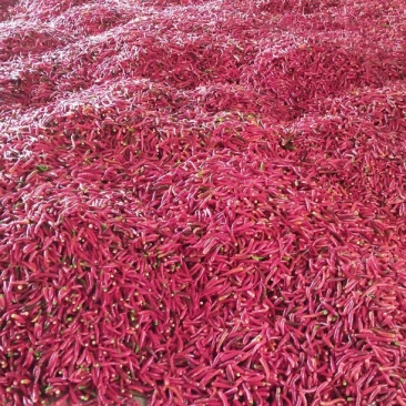 艳红朝天椒5~10厘米红特辣中辣