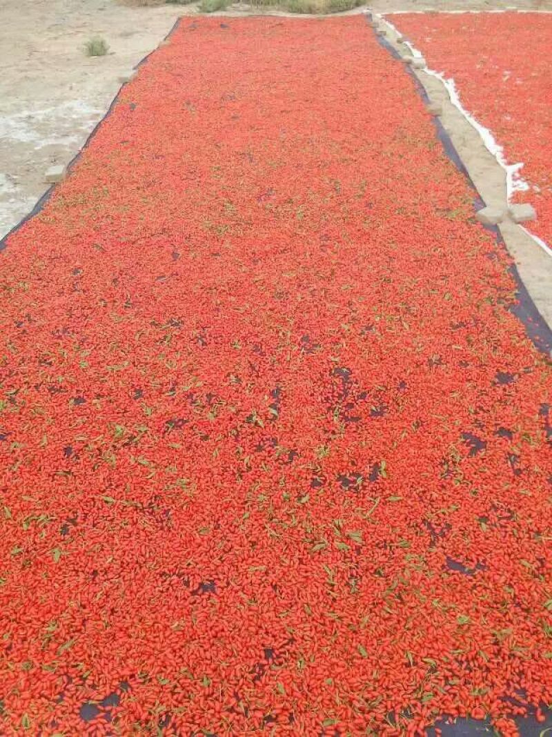 枸杞