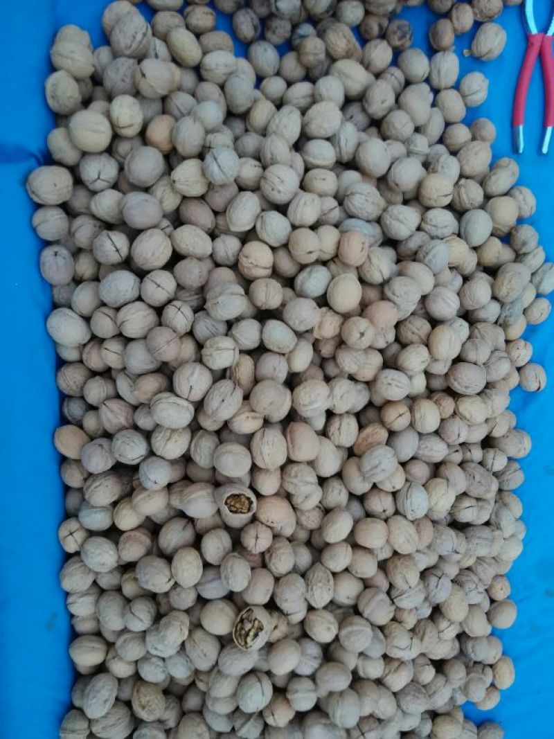薄皮核桃25mm以下去皮干
