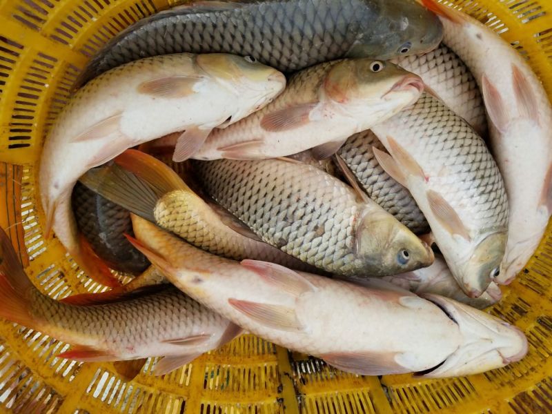 河鲤鱼食用3公斤以上