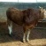 鲁西黄牛犊100~200kg