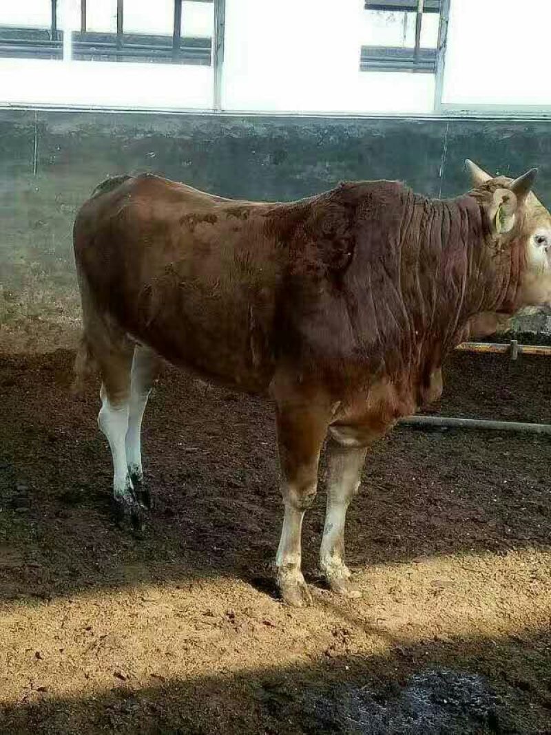 鲁西黄牛犊100~200kg