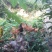 土鸡蛋