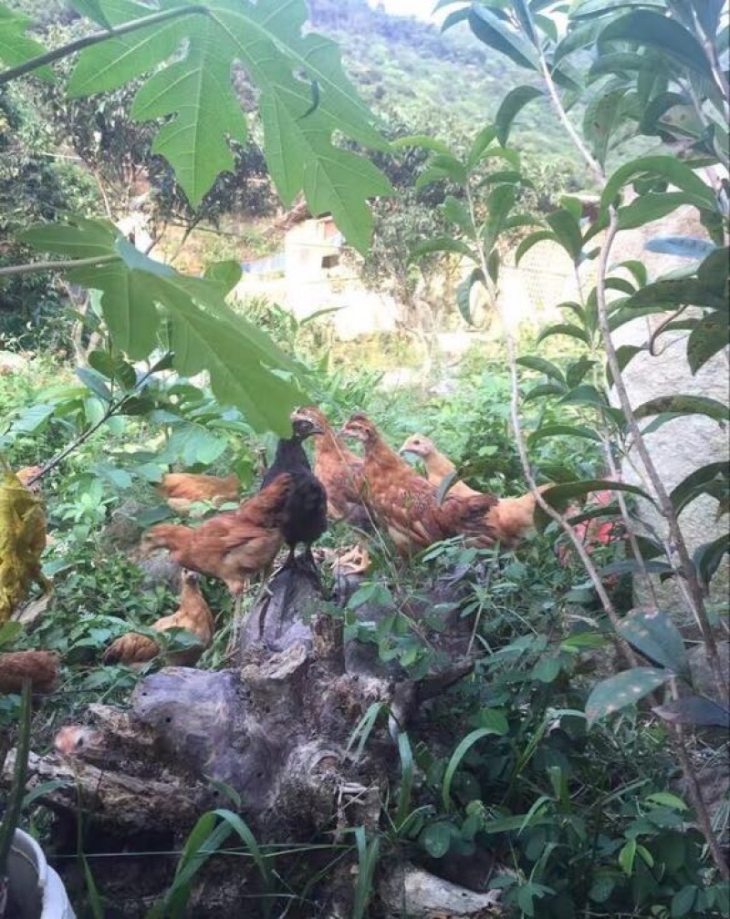 土鸡蛋