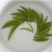 茶叶特级