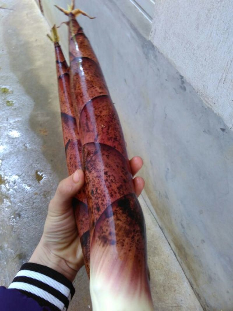 春笋10~15cm15~20cm20~25cm25~