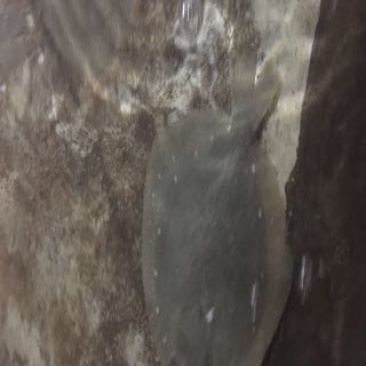 多宝鱼