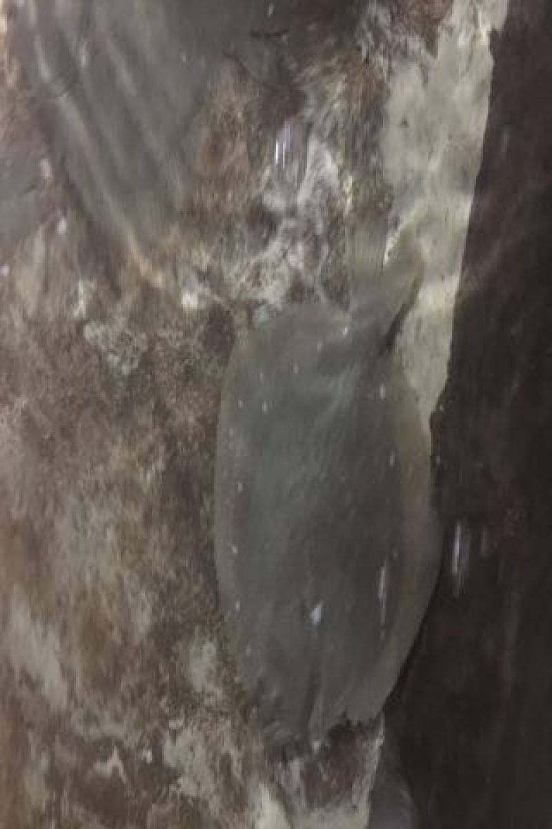 多宝鱼