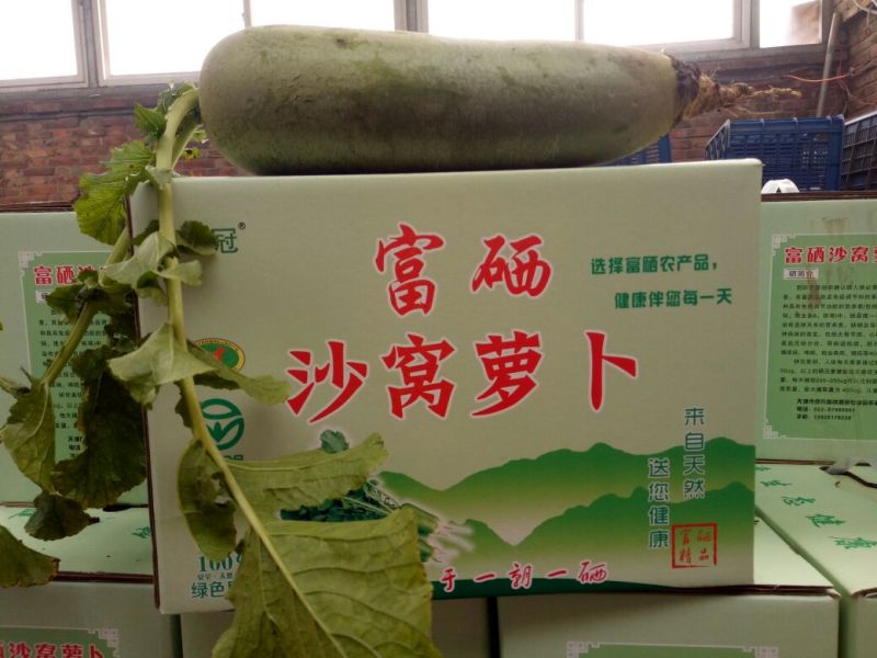 沙窝水果萝卜1~1.5斤起