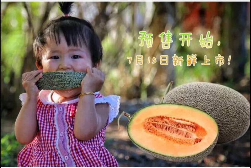 西州蜜瓜