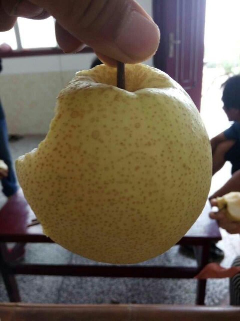 礼泉酥梨60~100g纸袋