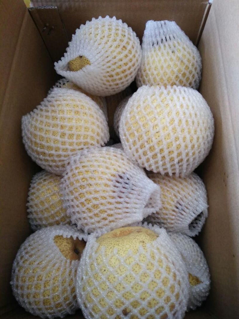 酥梨200~250g光果