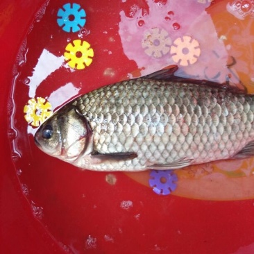 白鲫食用