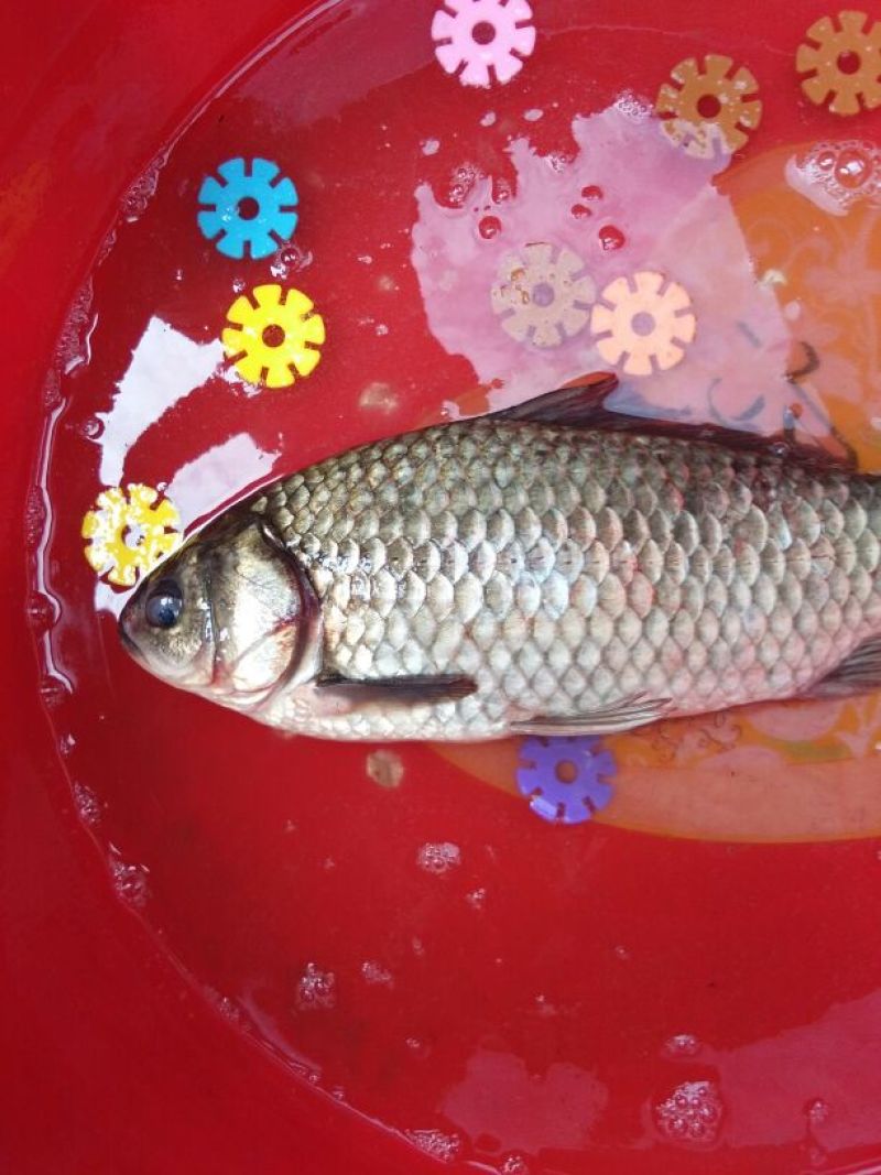 白鲫食用