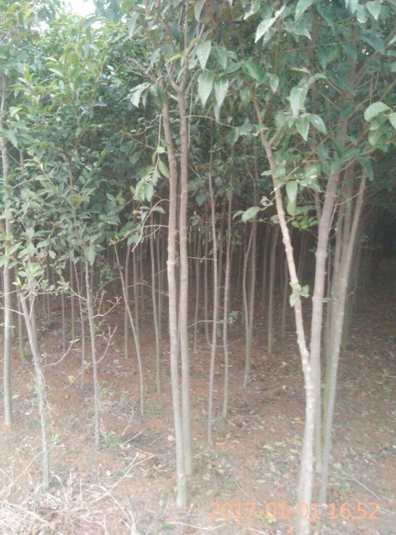 【大叶冬青苗】80cm以上河南南阳苗木基地直供品质保证