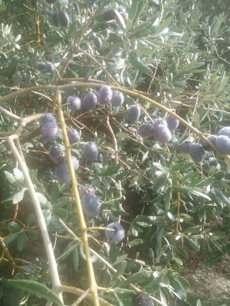 油橄榄