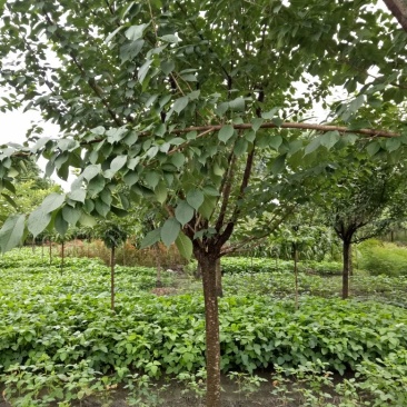 樱花树8~10cm
