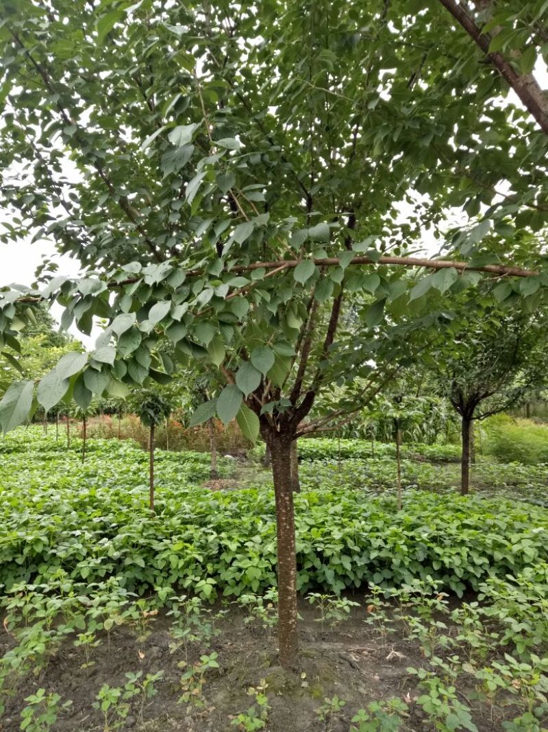 樱花树8~10cm