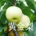 黄金梨200~250g纸袋