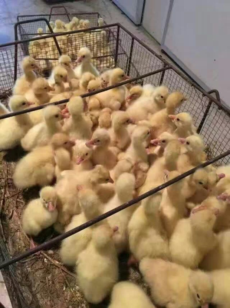 狮头鹅苗250g以下