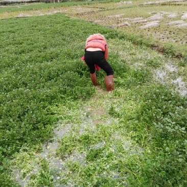 豆瓣菜
