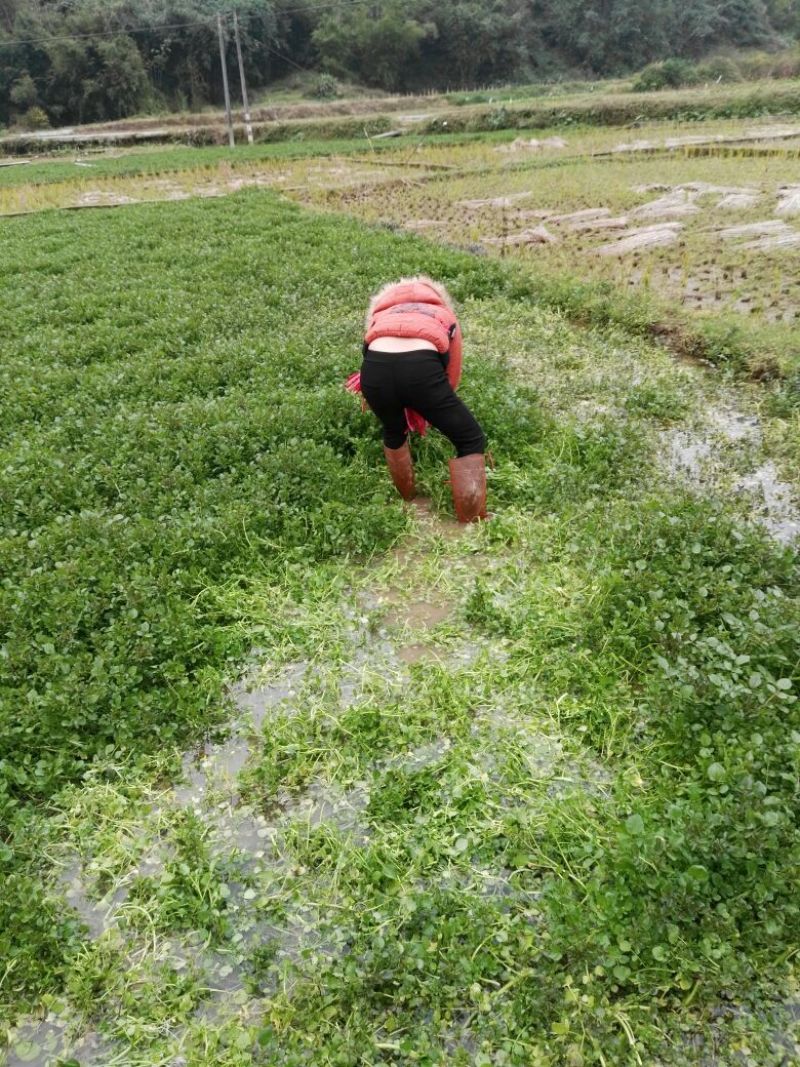 豆瓣菜