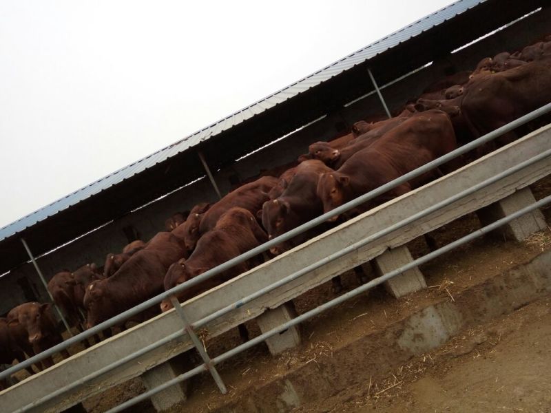 利木赞牛犊100~200kg