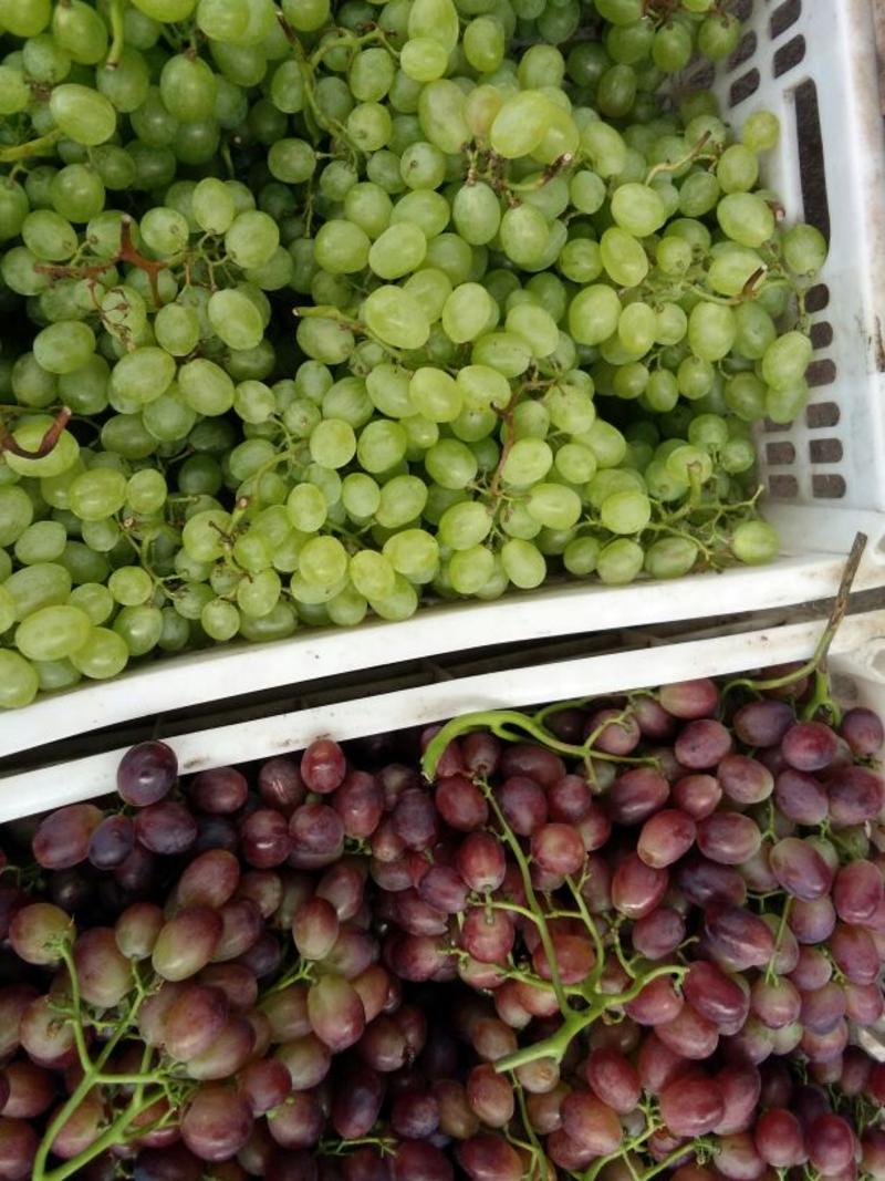 山东省临沂市优质维多利亚葡萄大量供应，货源充足！