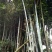 苦竹14~15m