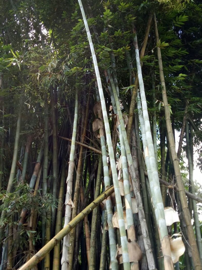 苦竹14~15m