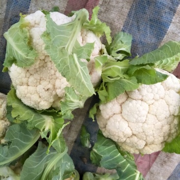 白花菜散装