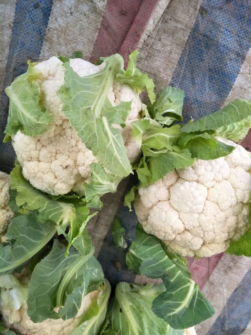 白花菜散装