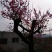 红梅10~12cm16~18cm1.5~2米2.5~