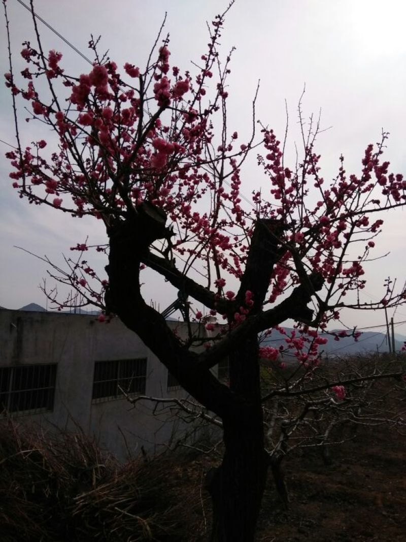 红梅10~12cm16~18cm1.5~2米2.5~