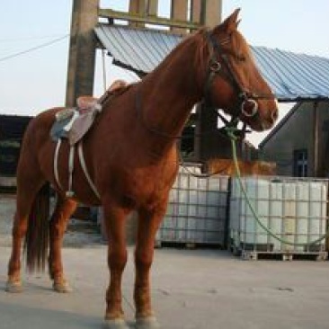 蒙古马200~300kg