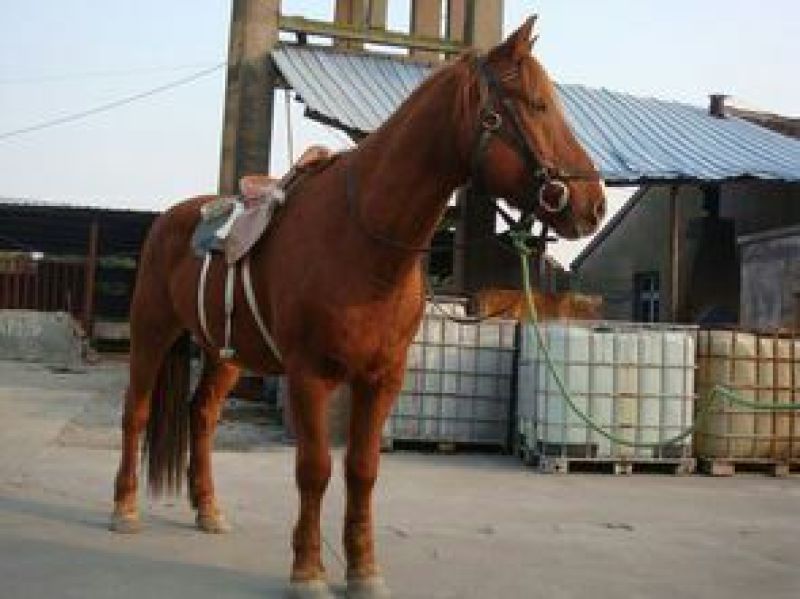 蒙古马200~300kg