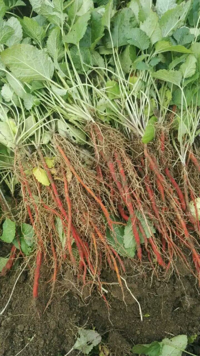 【推荐】安徽亳州供应新产丹参苗种植基地一手货源价格稳定