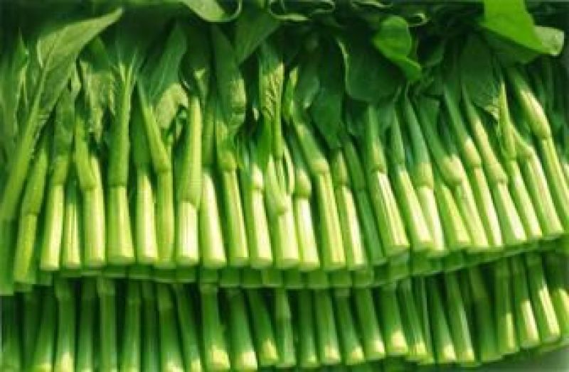 菜苔
