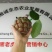 布福娜300~600g
